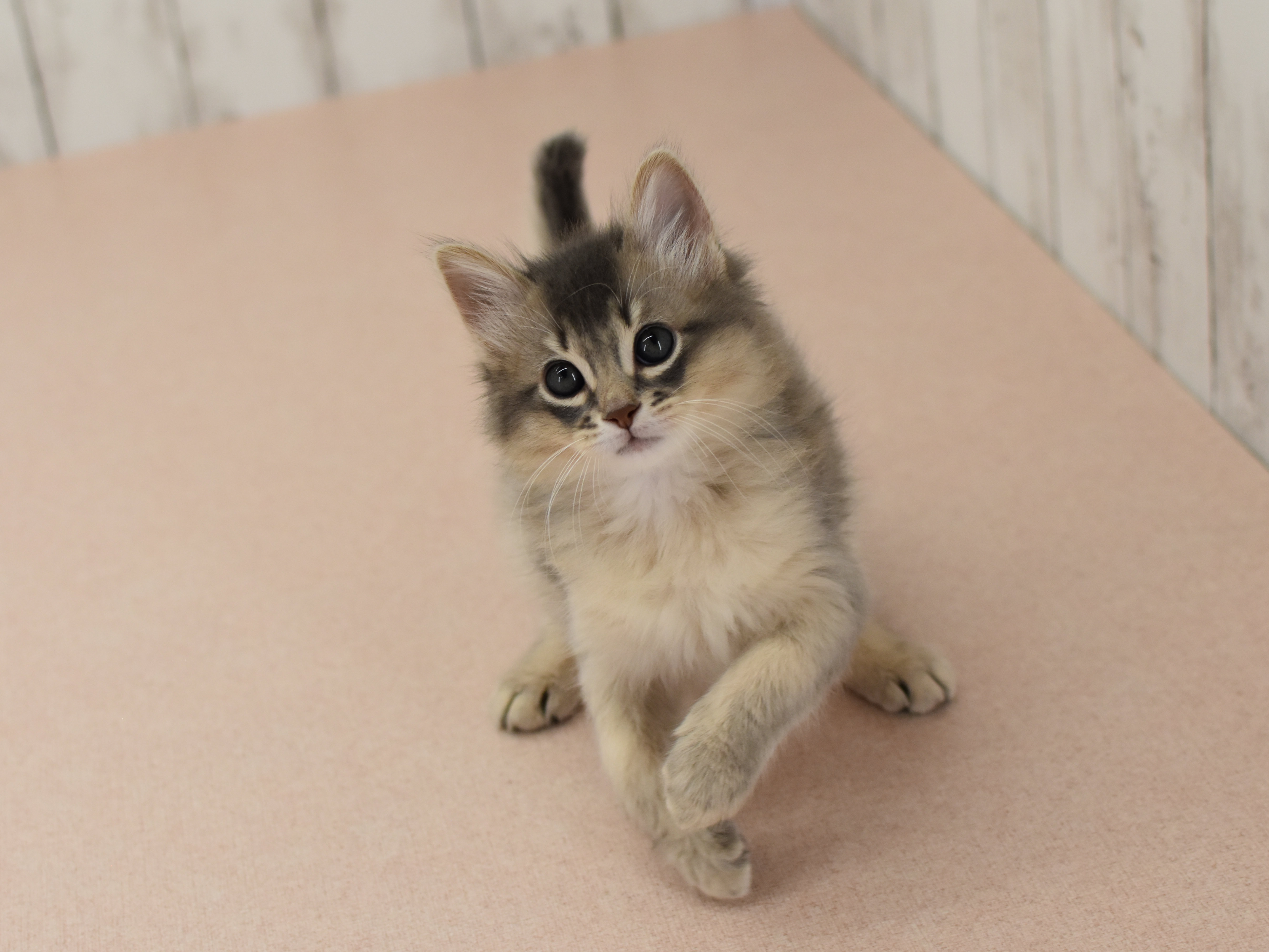 ソマリ　ブルー　おす　（２６年２月３日生れ）